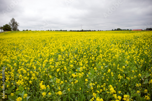 flowering rape seed field during sotrmy weather © AgaMurawska