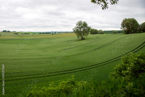 green wheat field with visible tramlines