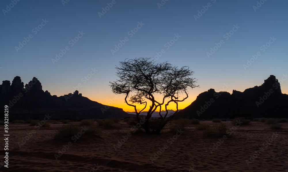 Sunset behind a lone desert tree in the Tabuk region of Saudi-Arabia
