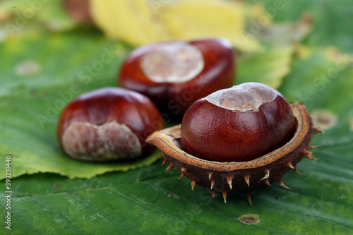Chestnuts on leafs - close-up