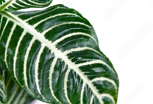 aphelandra plant close up, isolated on white backrgound photo