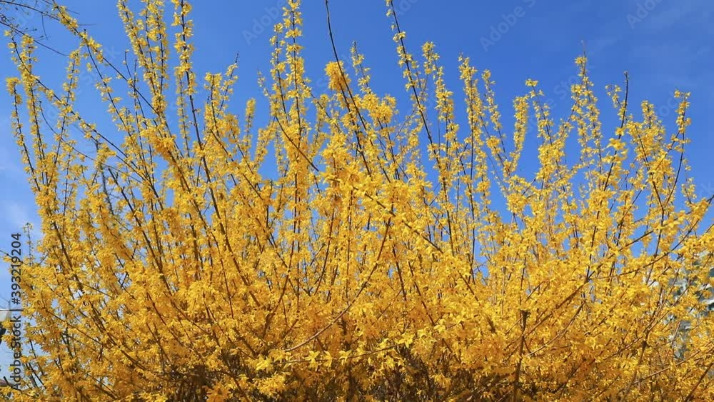 Forsythia flowers in the breeze Forsythia flowers in the breeze