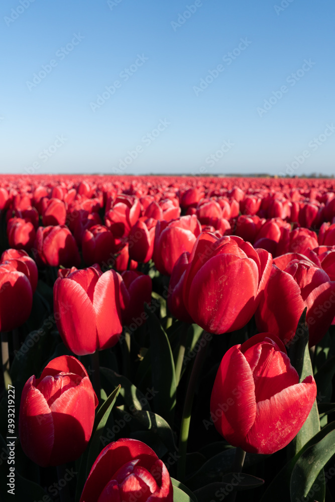 A field of red tulips under a blue sky