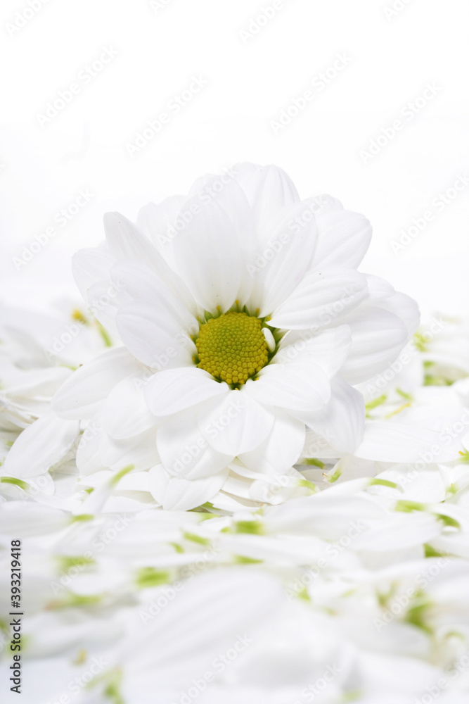 Obraz premium Chrysanthemums