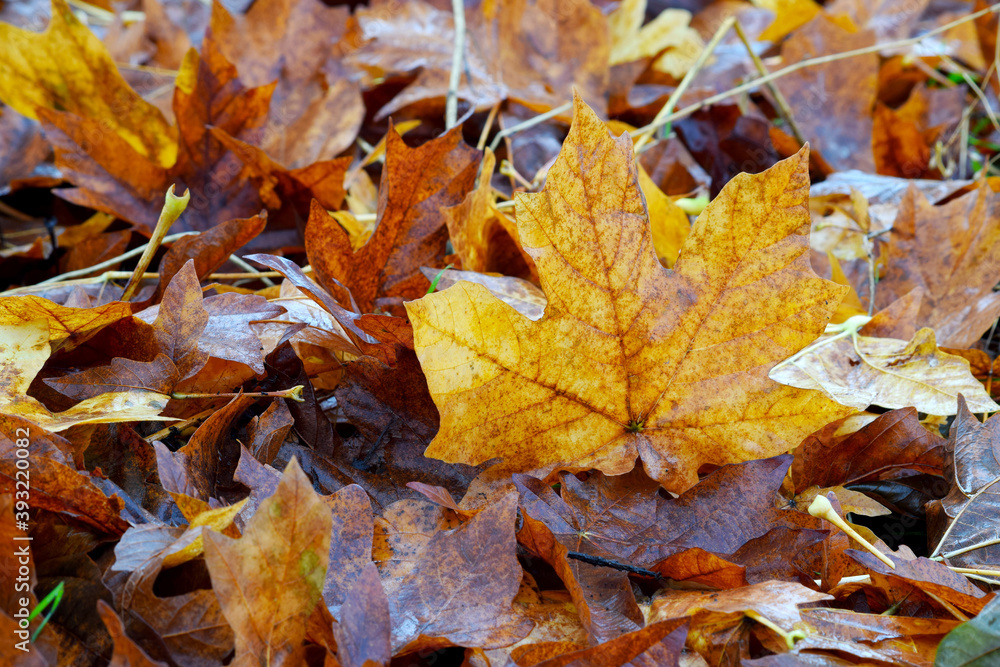 Autumn Maple Leaf 02 Autumn Maple Leaf 02
