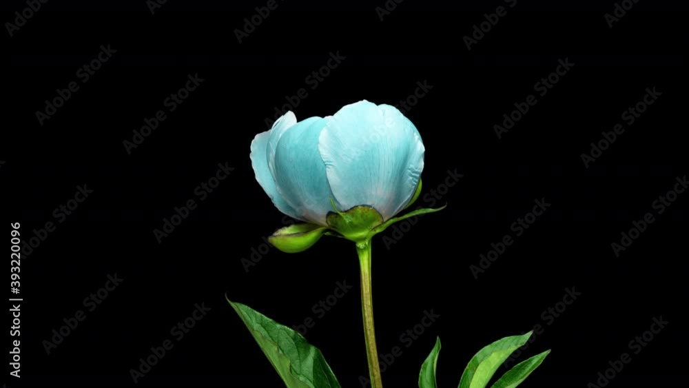 timelapse bouquet of pink peonies blooming on black background. Blooming peonies flowers open, close-up. Wedding backdrop, Valentine's Day. 4K UHD video. alpha channel timelapse bouquet of pink peonies blooming on black background. Blooming peonies flowers open, close-up. Wedding backdrop, Valentine's Day. 4K UHD video. alpha channel