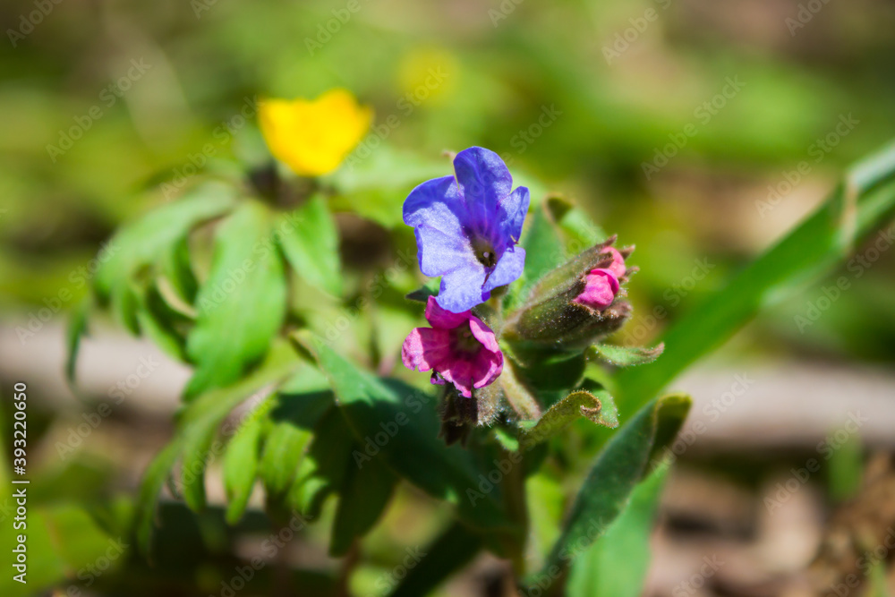 The unspotted lungwort (lat. Pulmonaria obscura), of the family Boraginaceae. The unspotted lungwort (lat. Pulmonaria obscura), of the family Boraginaceae.