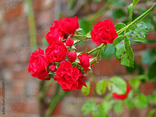 Climbing red rose blooms and green leaves against a brick wall