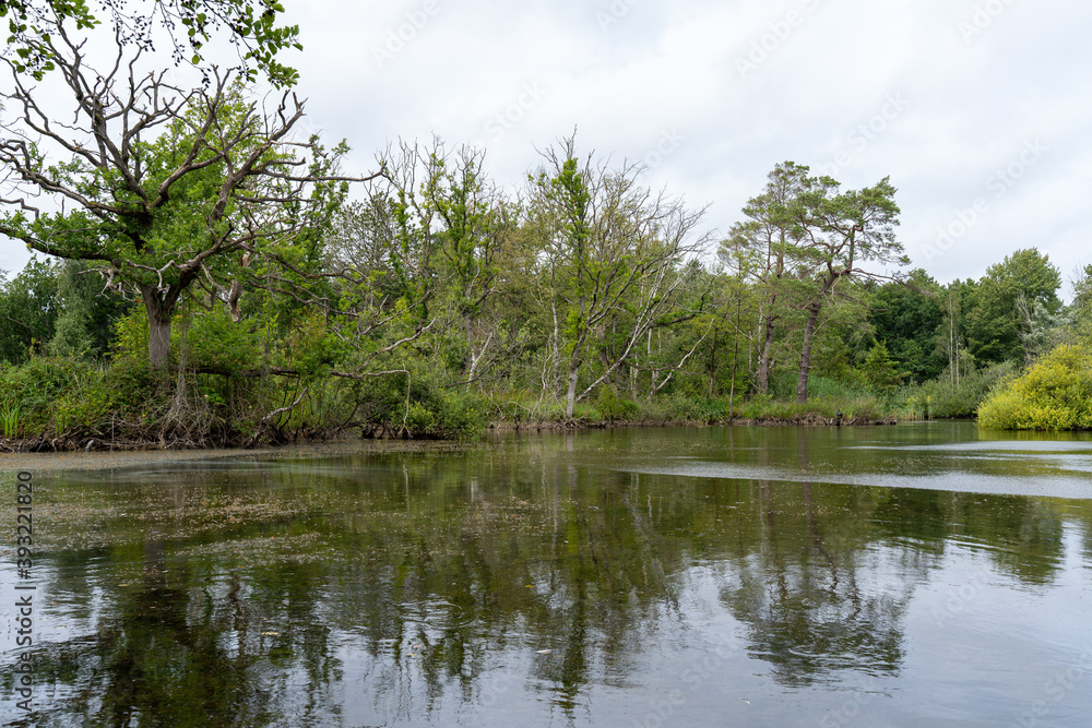 trees on the lake