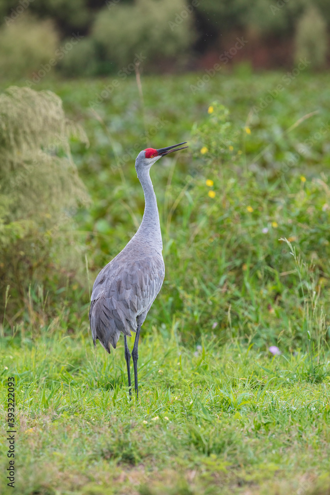 Fototapeta premium Close-up of Sandhill Cranes foraging for insects in the soft sandy soil in a pasture in Florida