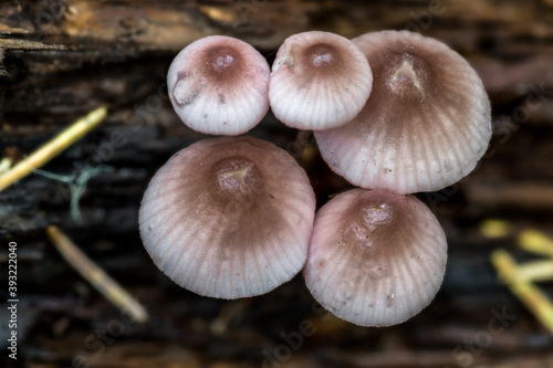 Liberty Cap-like Mushrooms in Fall, Idaho