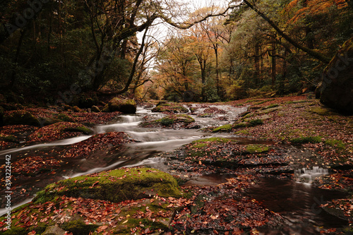 紅葉と落ち葉が積もった菊池渓谷の秋の風景