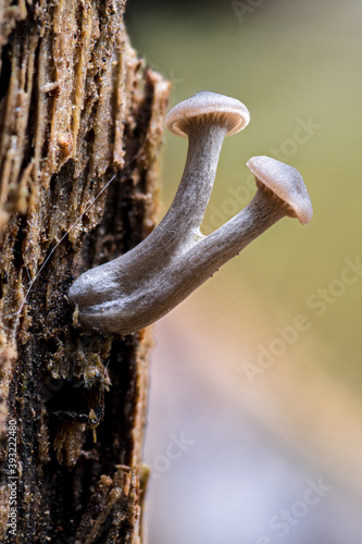 Fungal Fruiting Bodies Emerging from a Dead Tree Trunk, Idaho