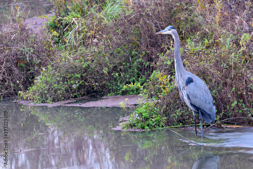 Hunting Heron 19