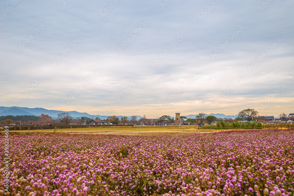 Cheomseongdae observatory with flower field in Gyeongju, Korea Cheomseongdae observatory with flower field in Gyeongju, Korea