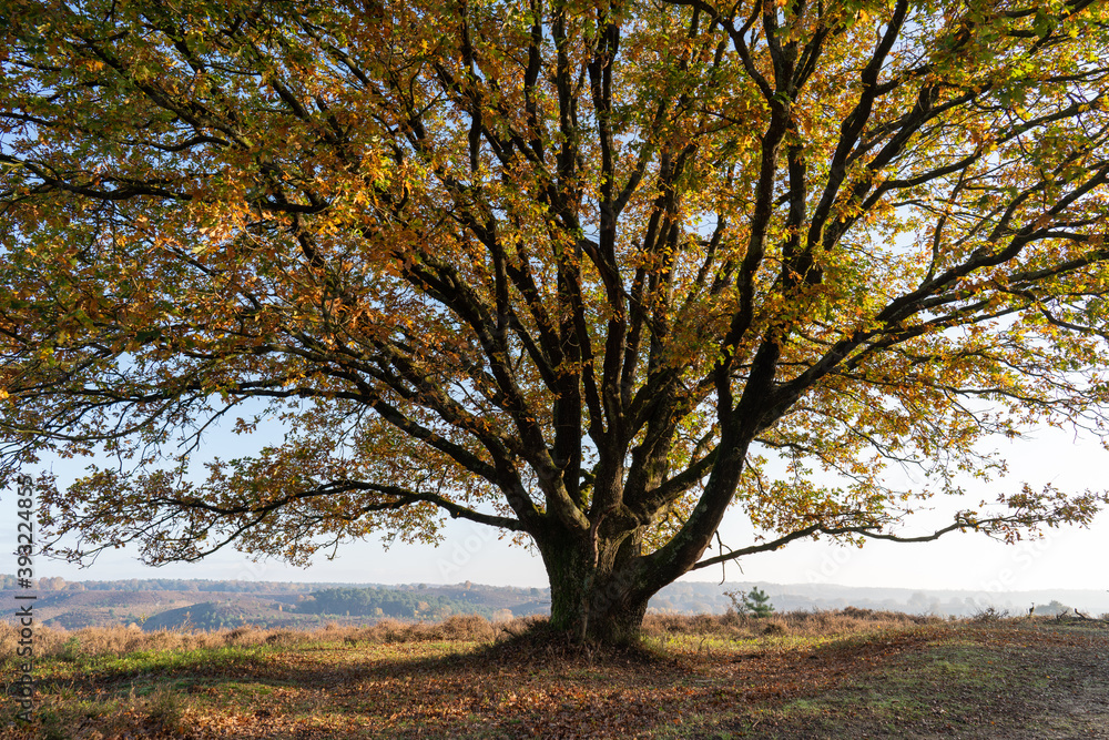 Rheden, Netherlands - november 2020