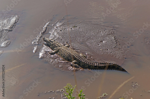 Konstfotografi Crocodile in river