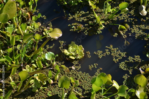 camalotes plantas acuaticas photo