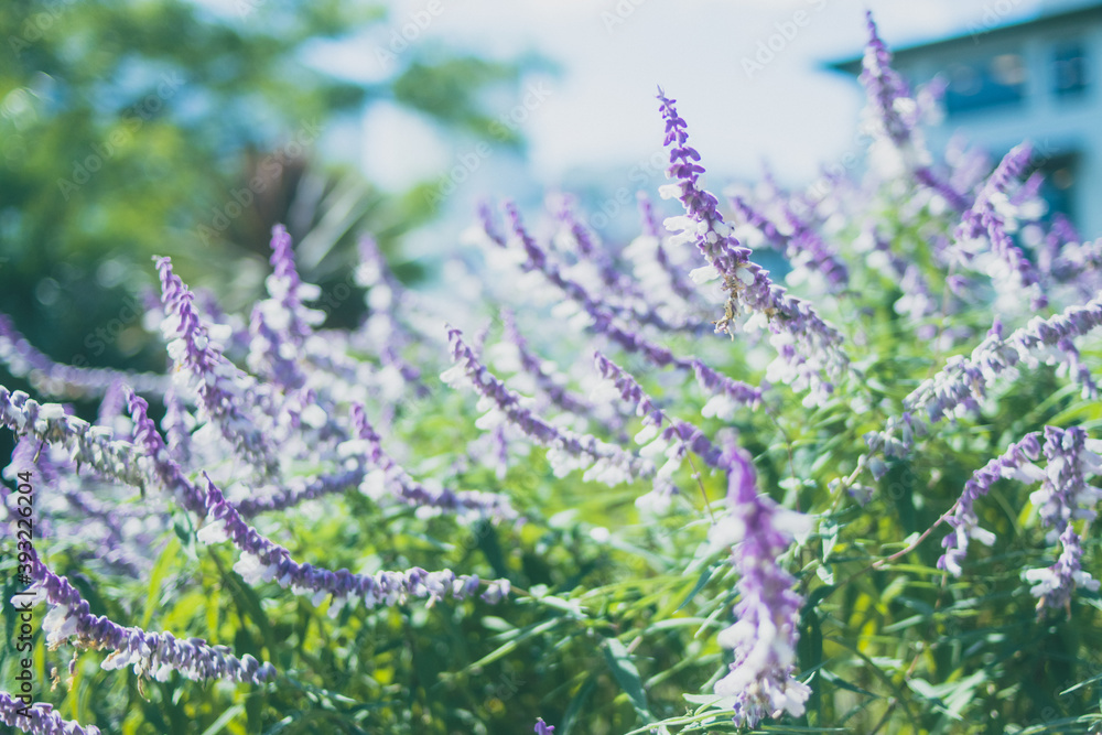 Obraz premium lavender flowers in the garden