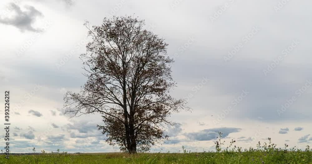 Hyperlapse around a lonely tree in a field during sunset, beautiful time lapse, autumn landscape Hyperlapse around a lonely tree in a field during sunset, beautiful time lapse, autumn landscape