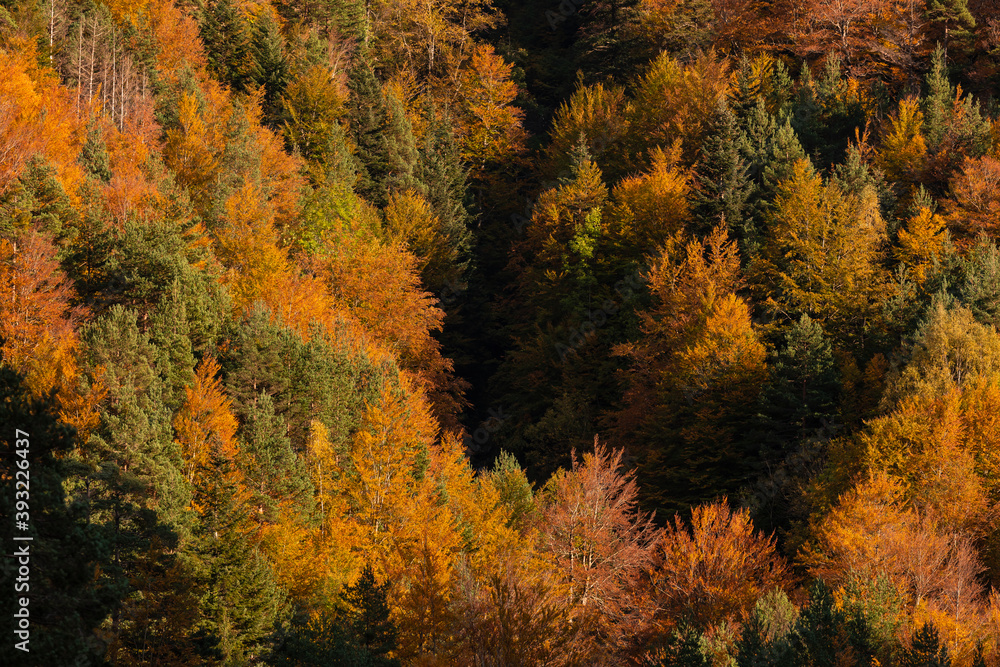Beech forest and other trees with autumn colors in the Selva de Oza, Aragonese Pyrenees. Hecho and Anso, Huesca, Spain.
