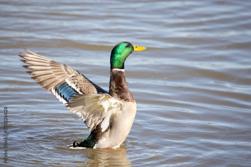 Fototapeta premium Male mallard with extended wings