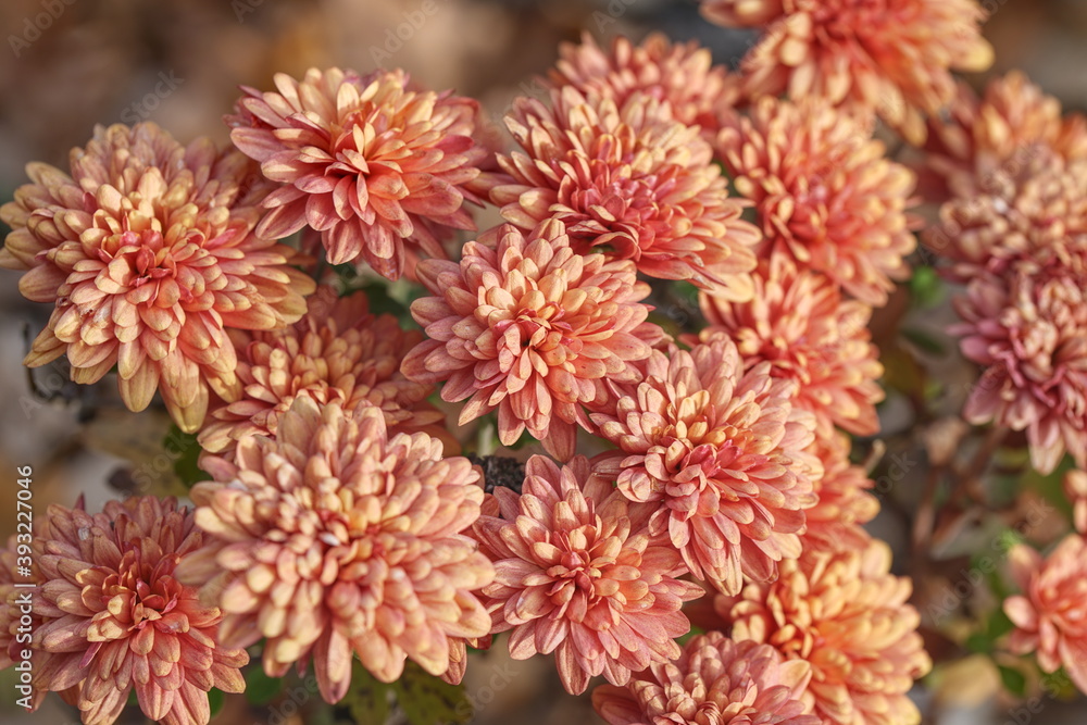 Rosa Chysanthemen - Chrysanthemum Rosa Chysanthemen - Chrysanthemum