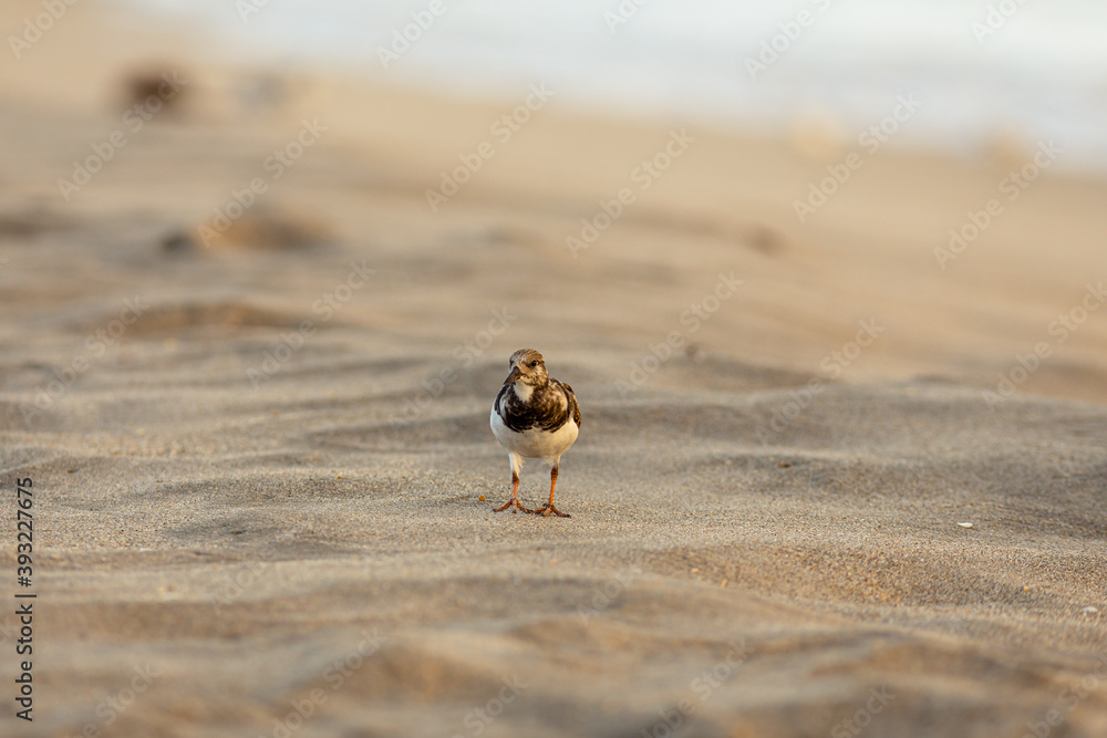 Coastal scene of sandpiper sanderling on the beach in South Florida Coastal scene of sandpiper sanderling on the beach in South Florida