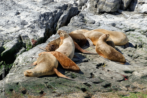 Sea lions in the Beagle Channel