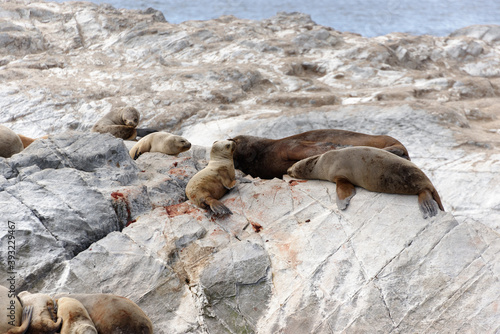 Sea lions in the Beagle Channel