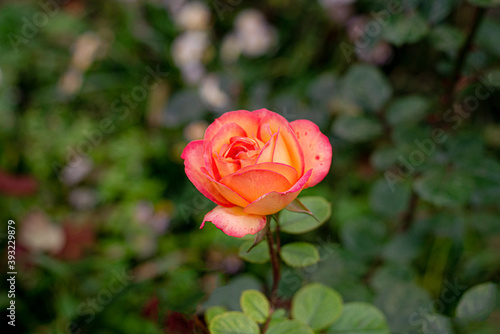 yellow-red rose flower with delicate petals on a background of green foliage