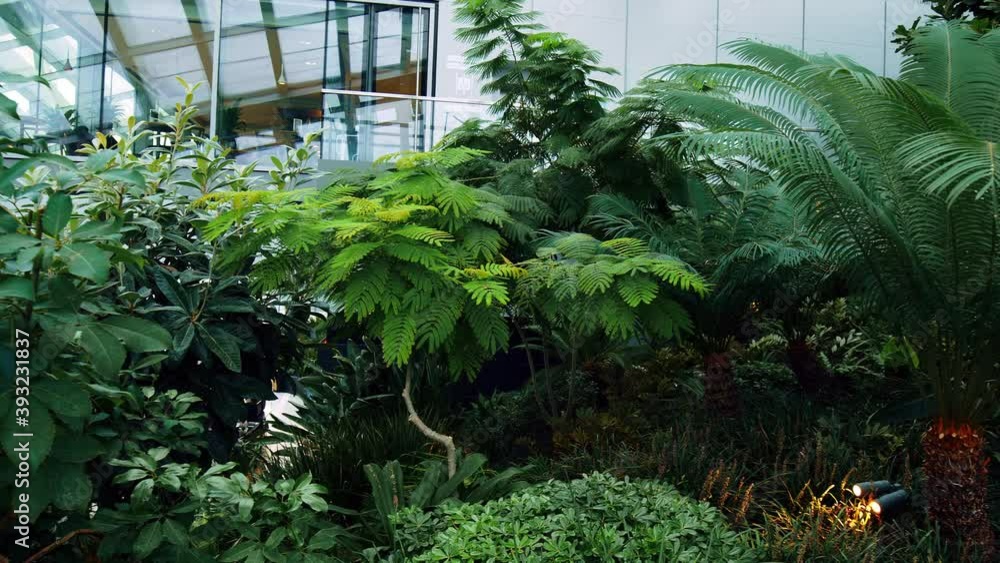 A beautiful indoors green garden in 4K. Concept of home plantation, flowers and trees. A beautiful indoors green garden in 4K. Concept of home plantation, flowers and trees.