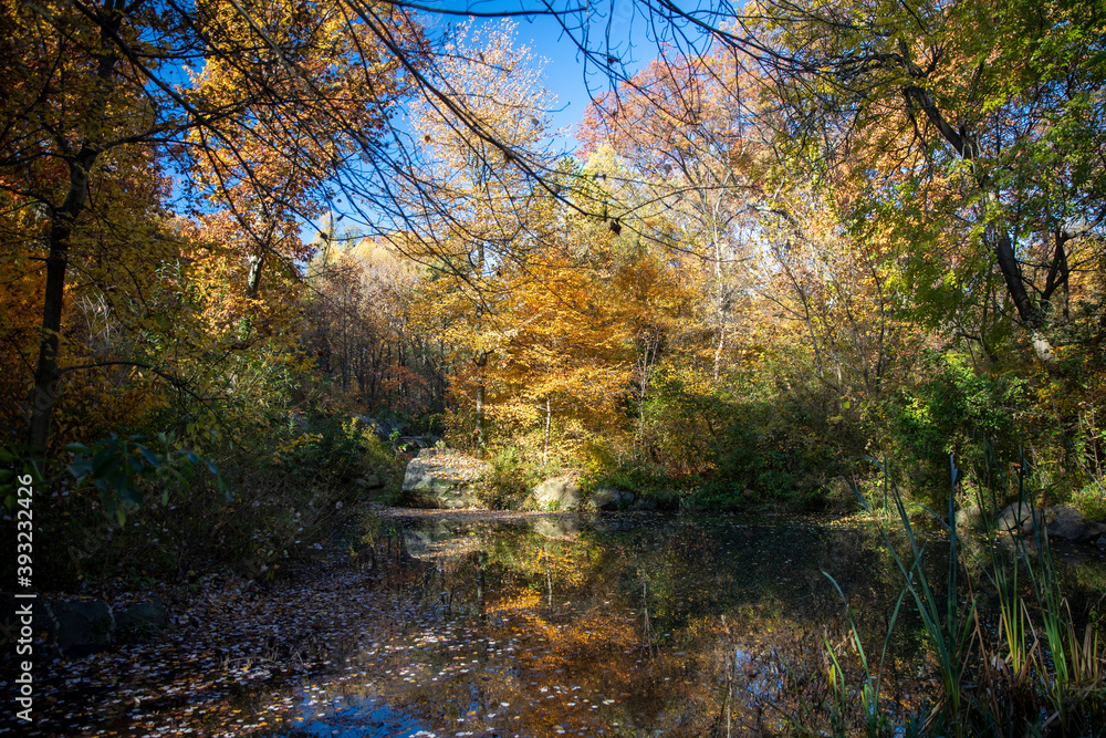 The colorful trees aling the Loch in the North Woods of Central Park, New York City The colorful trees aling the Loch in the North Woods of Central Park, New York City