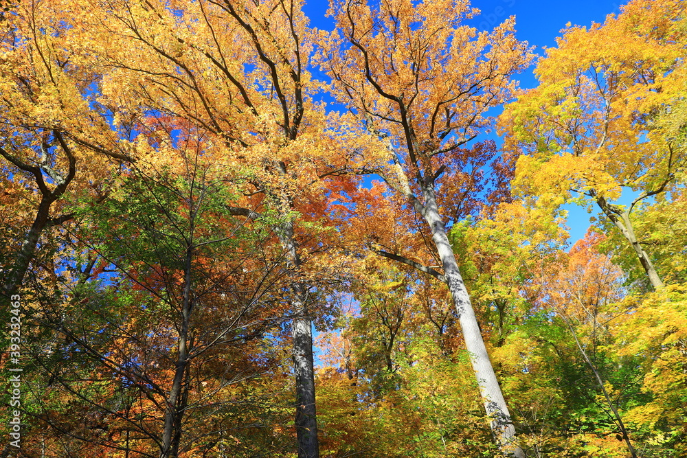 The colorful trees in the North Woods of Central Park, New York City