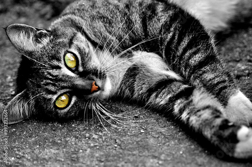 Gata atigrada mirando a la cámara con sus ojos amarillos y nariz naranja descansando sobre el suelo en un retrato a blanco y negro. photo