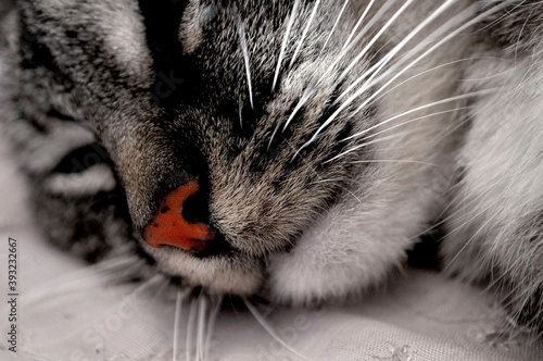 Acercamiento a la nariz naranja de una gatita atigrada.