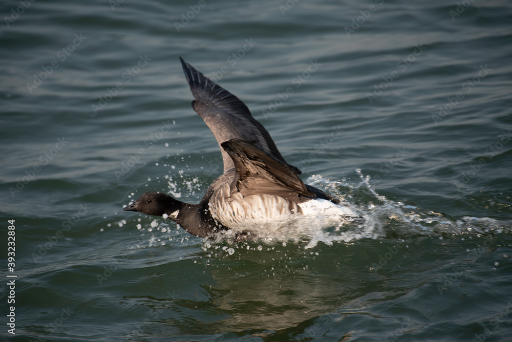 Fototapeta premium Brant