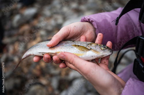 Fototapeta Naklejka Na Ścianę i Meble -  A fisherman holds a grayling fish in his hand.