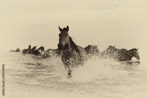The Mongol horse is the native horse breed of Mongolia. The breed is purported to be largely unchanged since the time of Genghis Khan