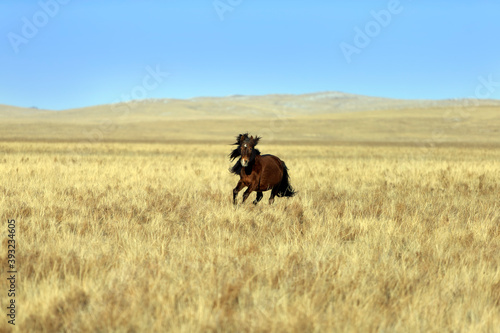 The Mongol horse is the native horse breed of Mongolia. The breed is purported to be largely unchanged since the time of Genghis Khan photo