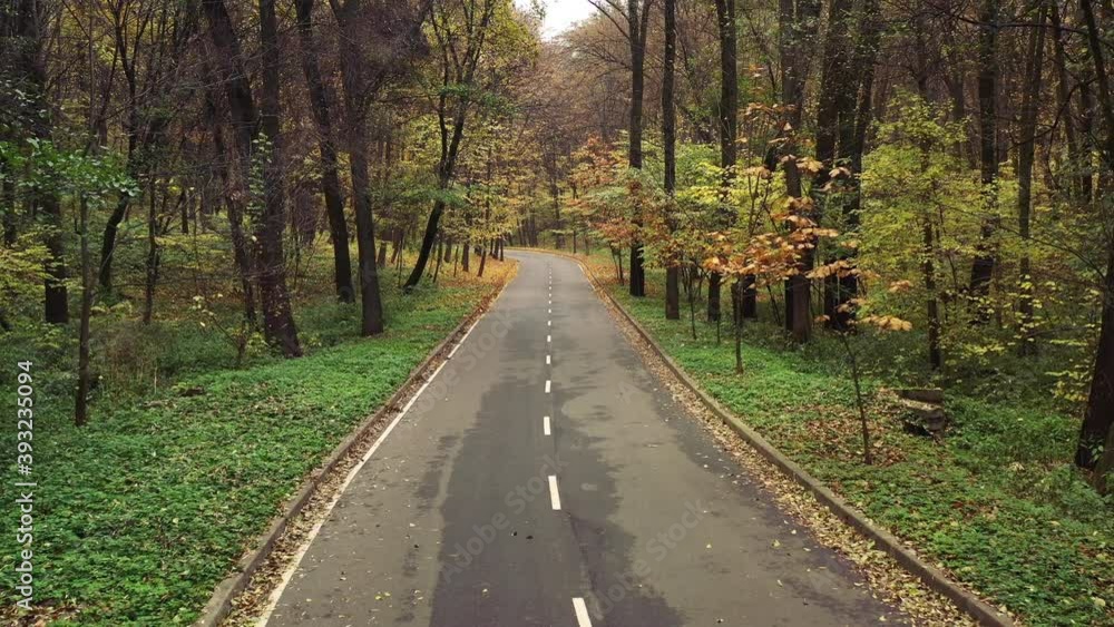 Flying over the asphalt road in the autumn forest. Smooth first-person drone flight over forest path. Flying over the asphalt road in the autumn forest. Smooth first-person drone flight over forest path.