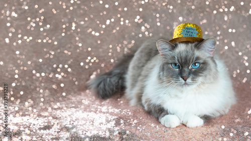 Beautiful fluffy tabby point cat in a glittering gold Christmas hat on a shiny rose gold background