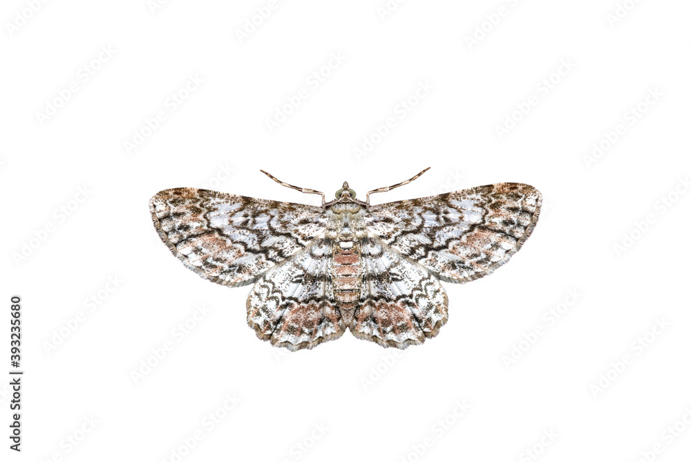 Fototapeta premium Beautiful moth isolated on white background night butterfly