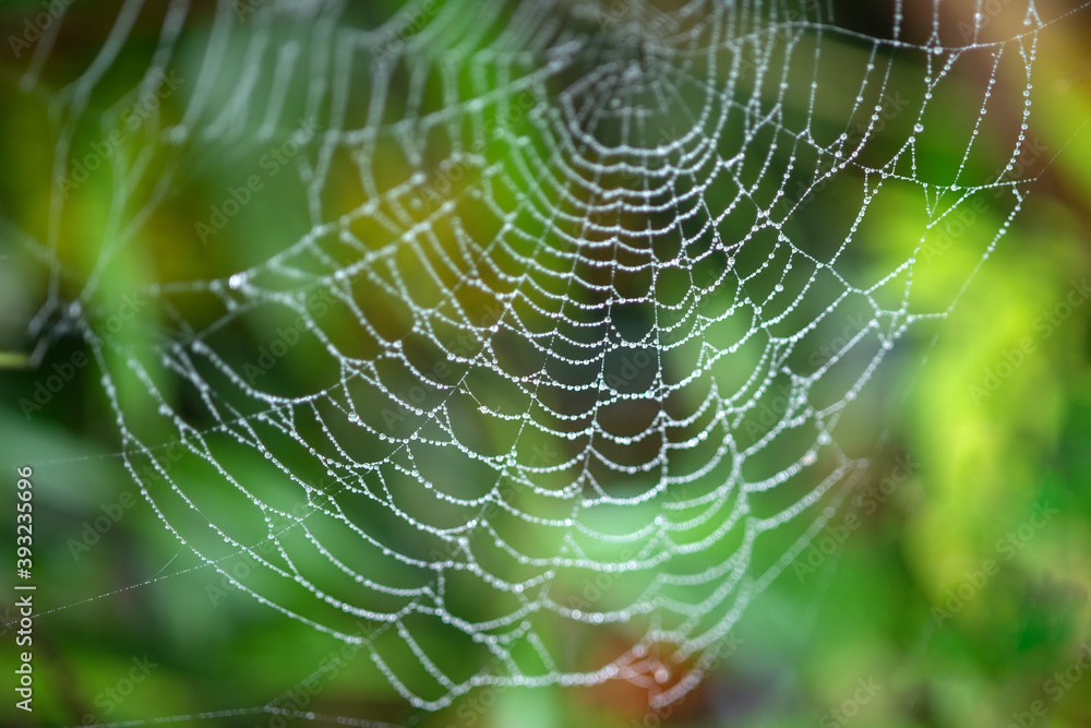 The macro of the spider's web with dew The macro of the spider's web with dew