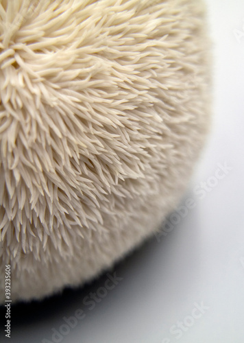 Deer rump mushrooms(Hericium erinaceum)  photo