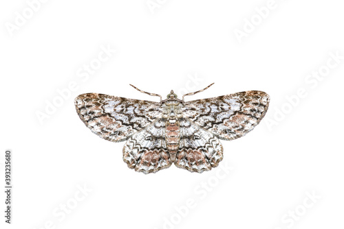 Beautiful moth isolated on white background night butterfly