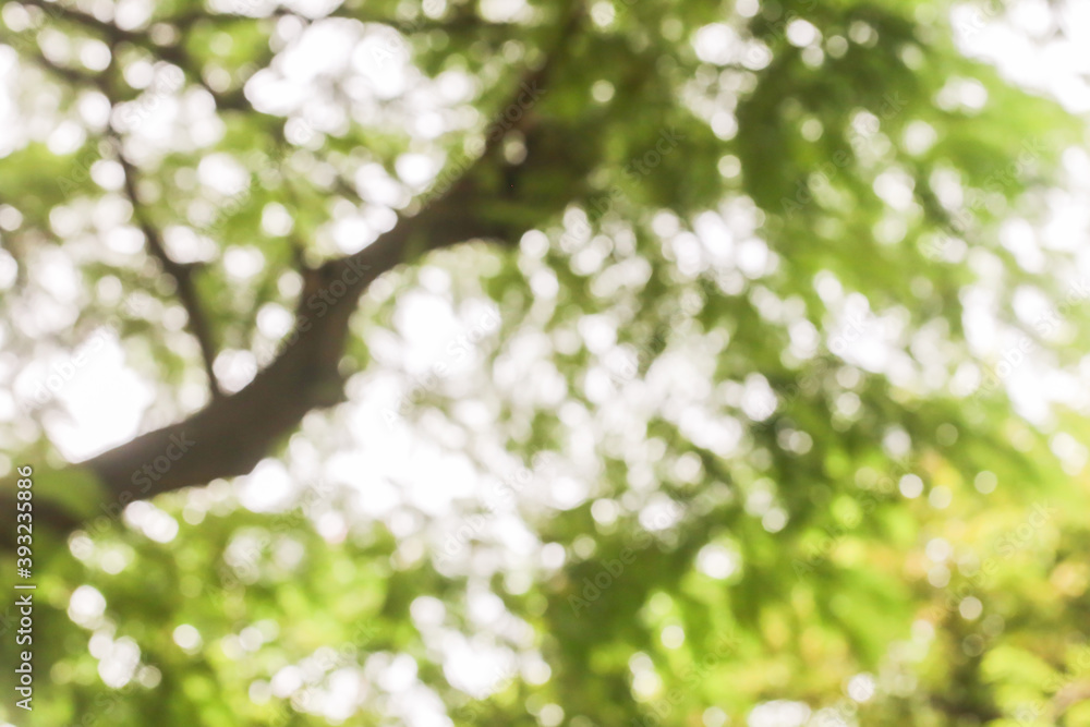 blur, abstract blurred bokeh background of the tree blur, abstract blurred bokeh background of the tree