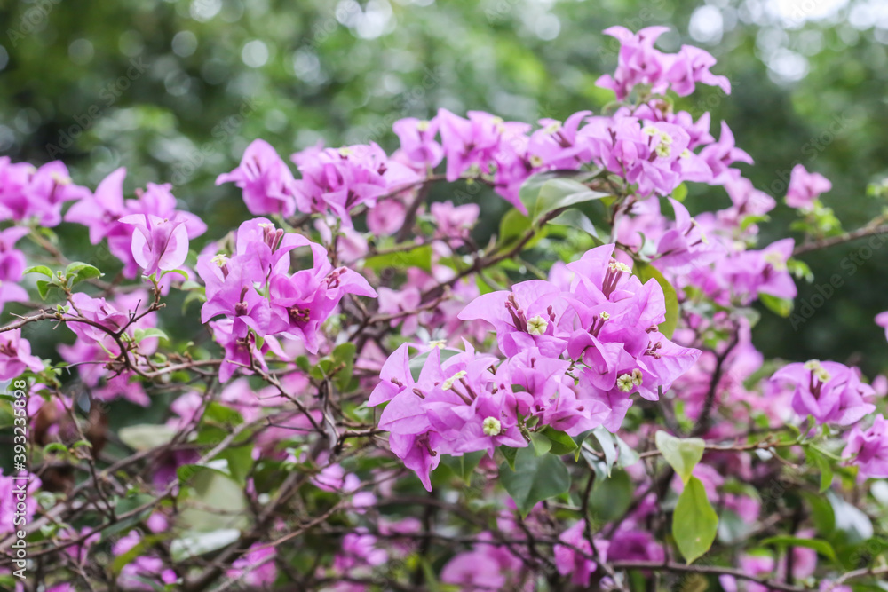 Bougainvillea purple flowers in the garden