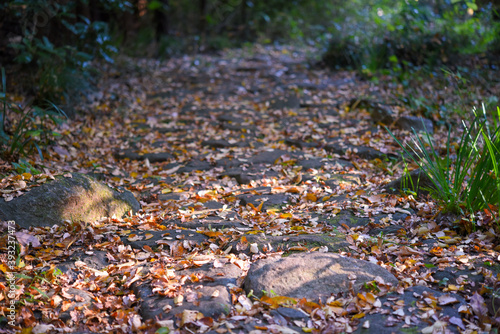 落ち葉と石畳の道