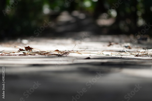 Blurred Boardwalk in the Woods